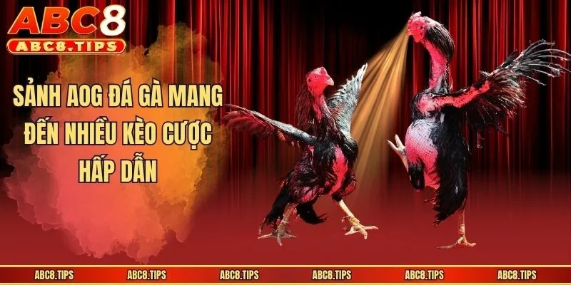Sảnh AOG Đá Gà - Sân Chơi An Toàn Uy Tín Số 1 Thị Trường 3 Sảnh AOG đá gà mang đến nhiều kèo cược hấp dẫn